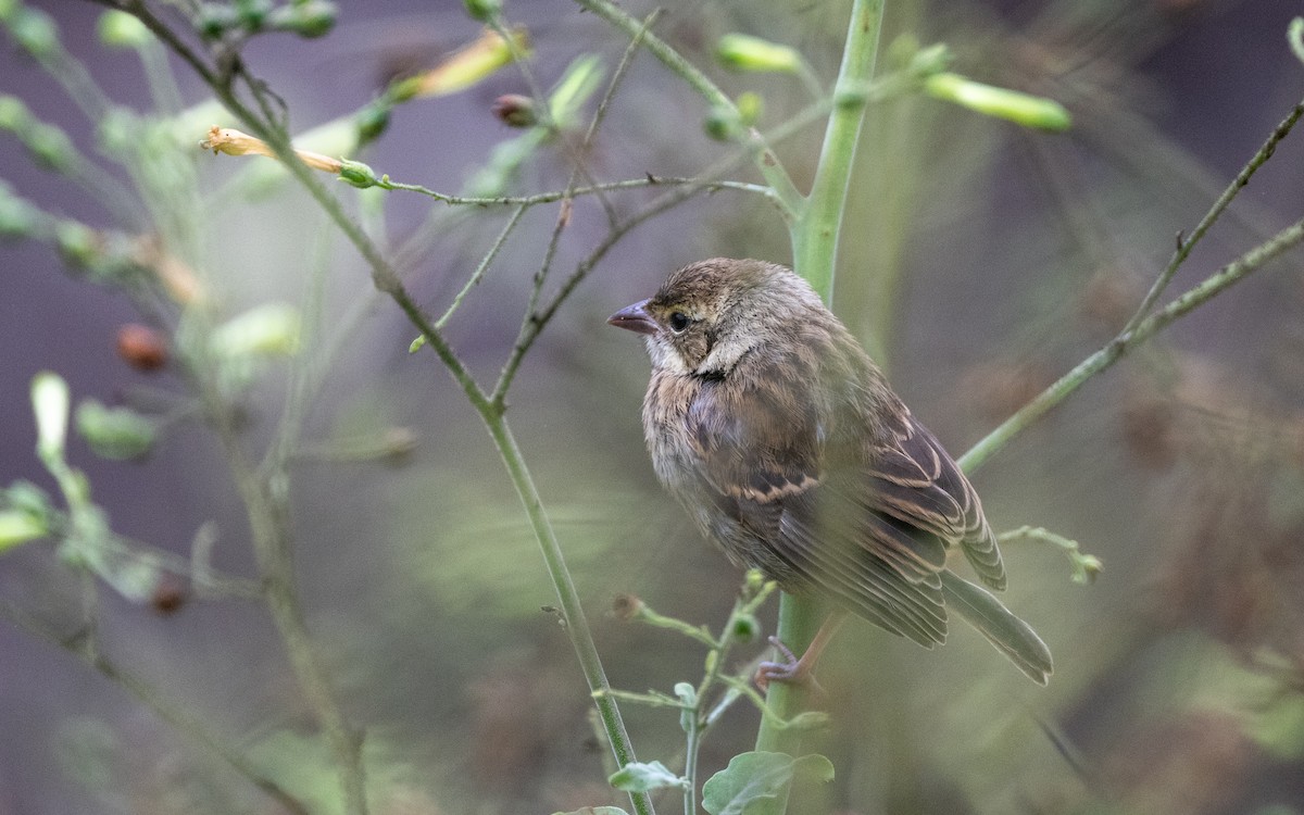Kolyeli Ötücü İspinoz - ML645536051