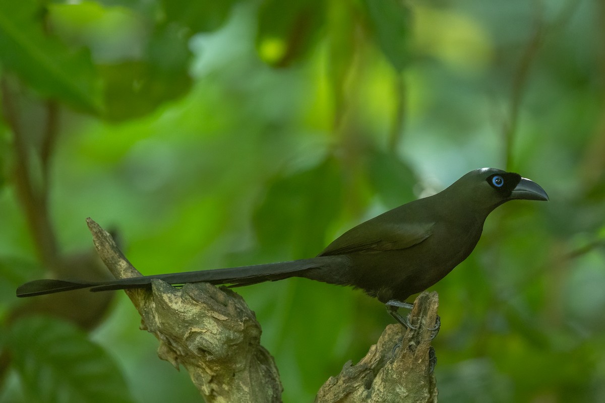 Raket Kuyruklu Saksağan - ML645536053