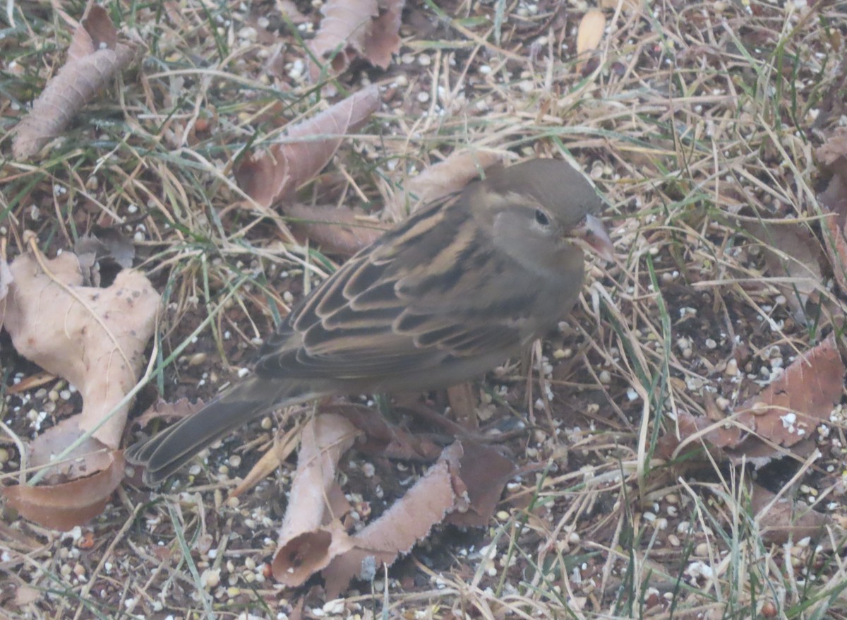 Serçe - ML645536054