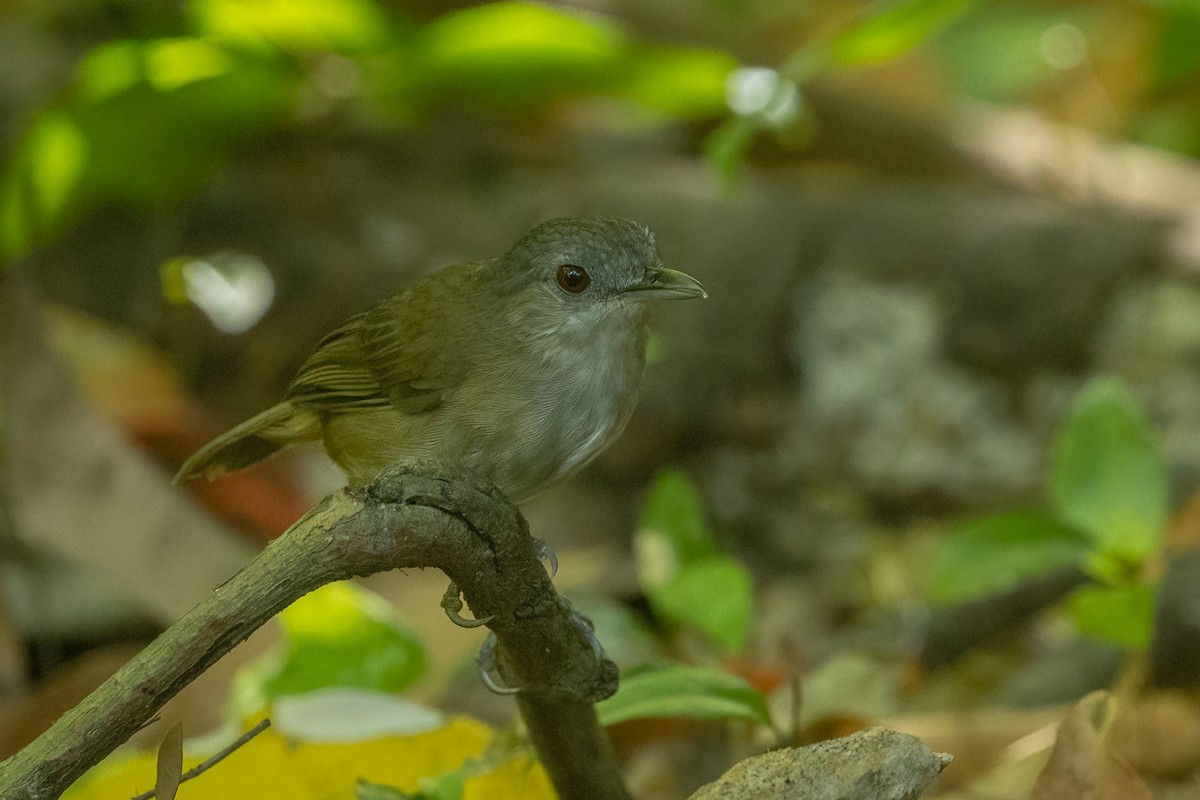 Horsfield Yalancıardıcı (sepiaria) - ML645536056