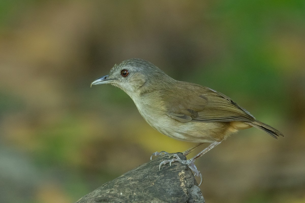 Horsfield Yalancıardıcı (sepiaria) - ML645536057