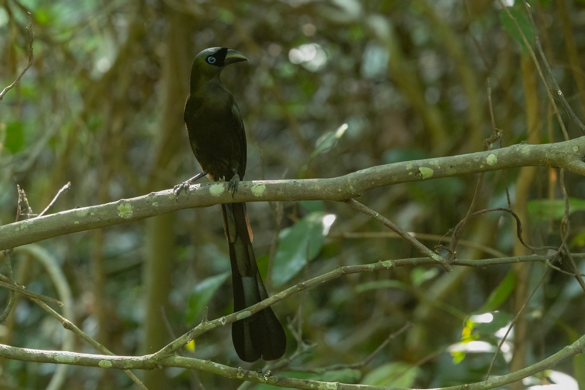 Raket Kuyruklu Saksağan - ML645536061