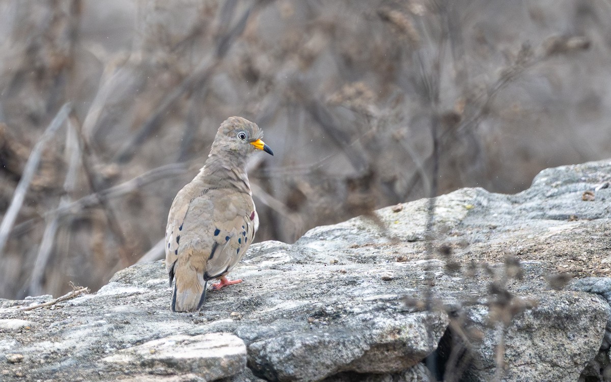 Peru Serçe Kumrusu - ML645536062