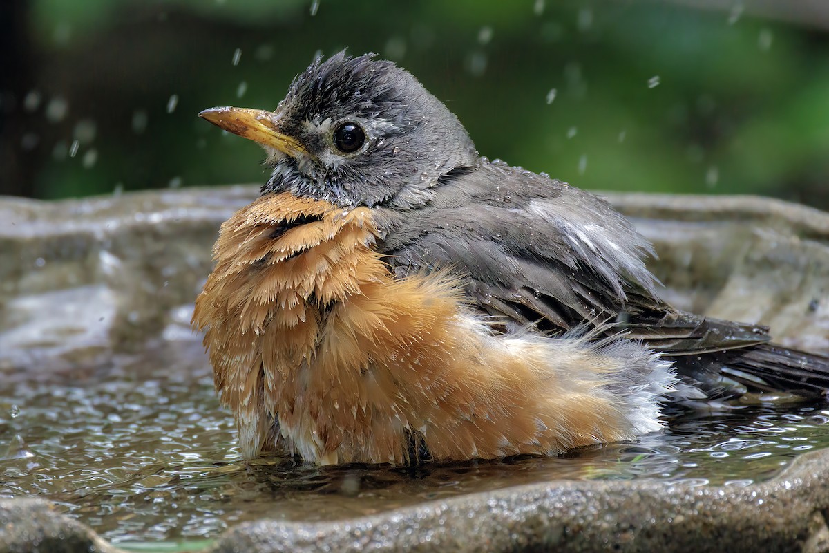 Göçmen Ardıç - ML645536063