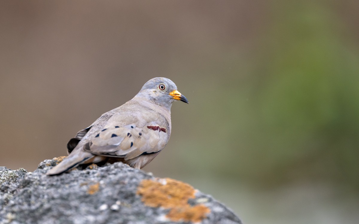 Peru Serçe Kumrusu - ML645536064