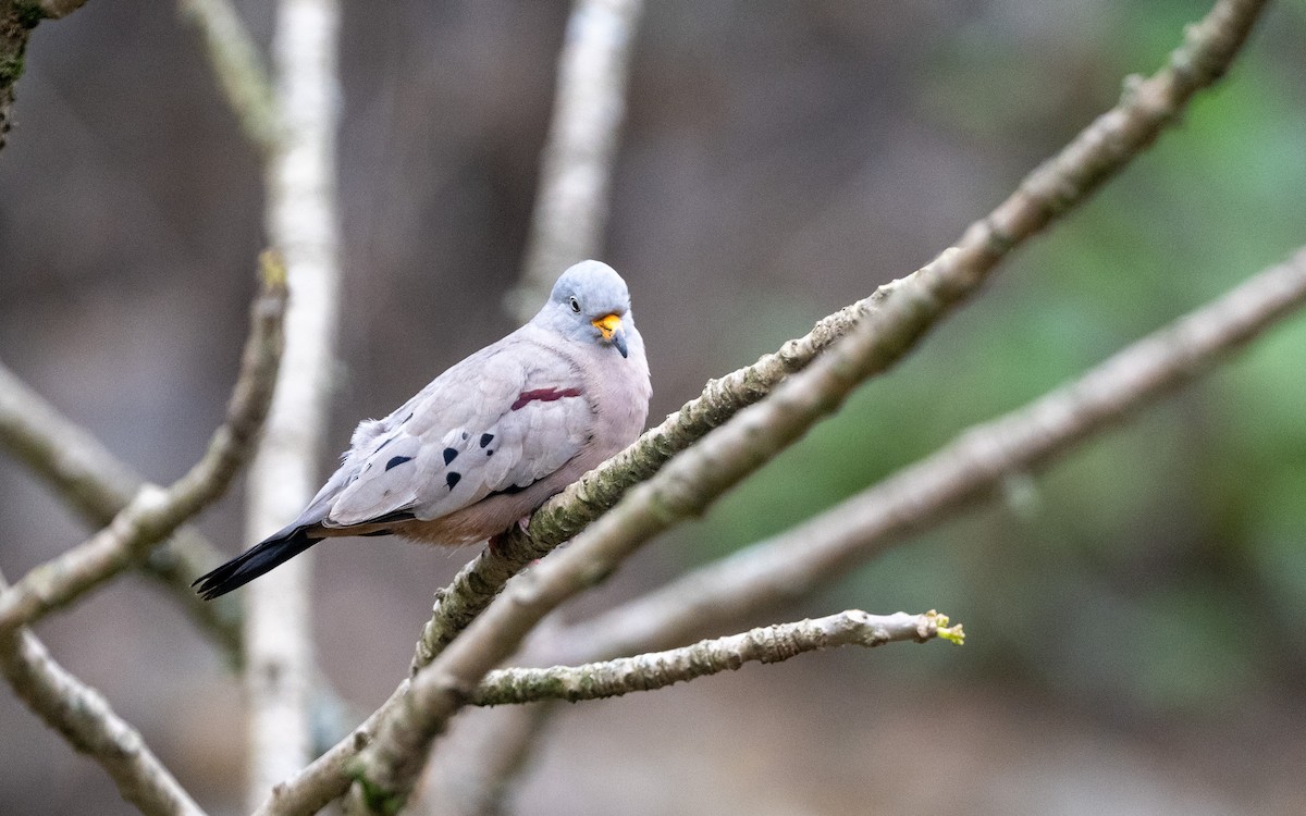 Peru Serçe Kumrusu - ML645536065
