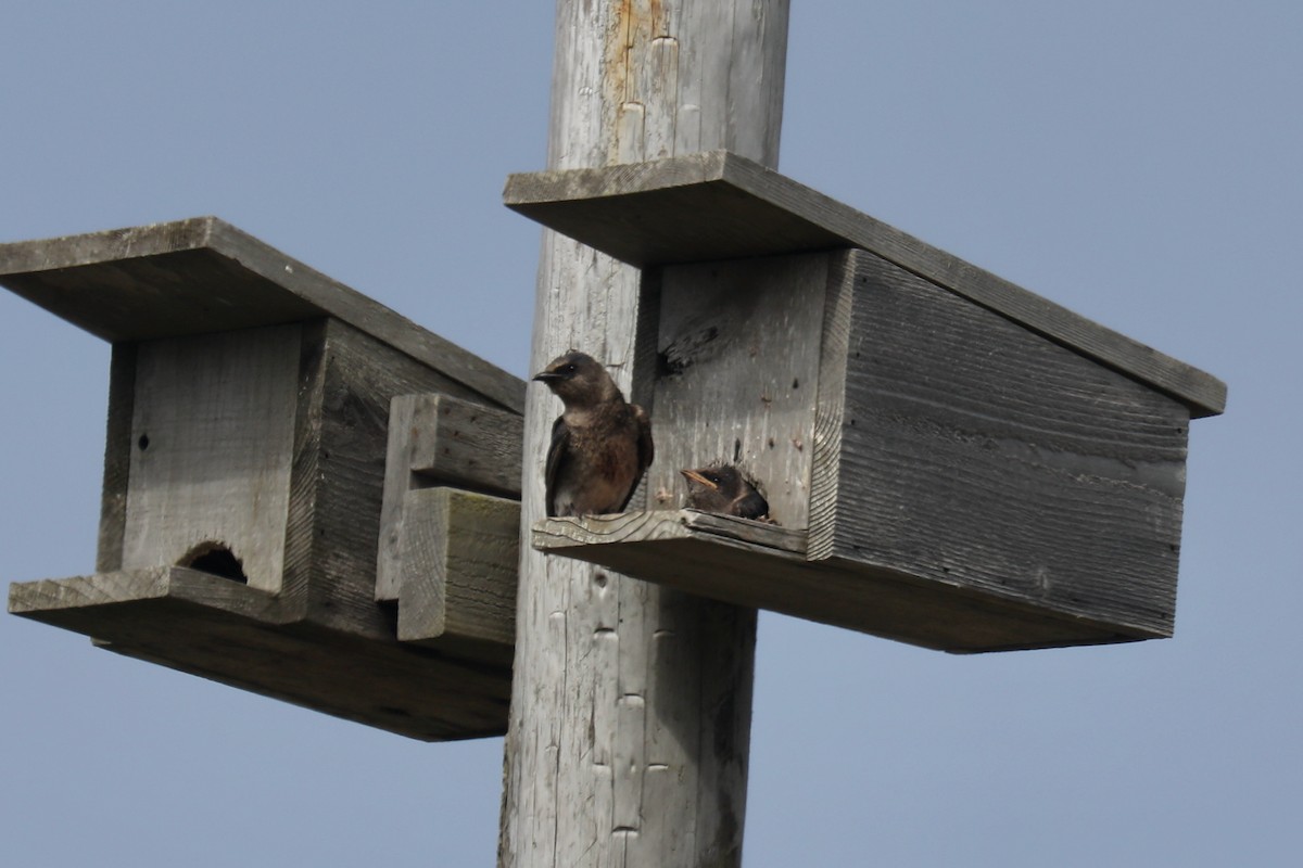 Purple Martin - ML645536066