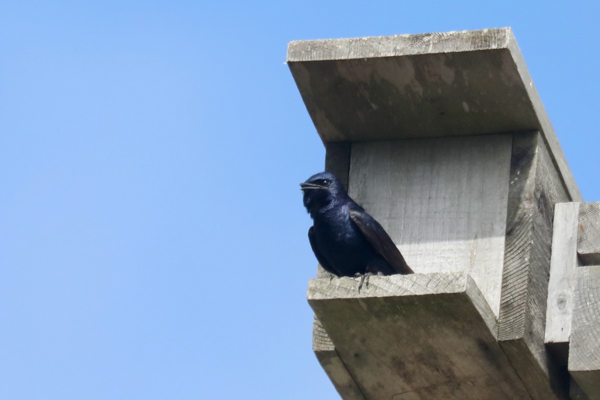 Purple Martin - ML645536067