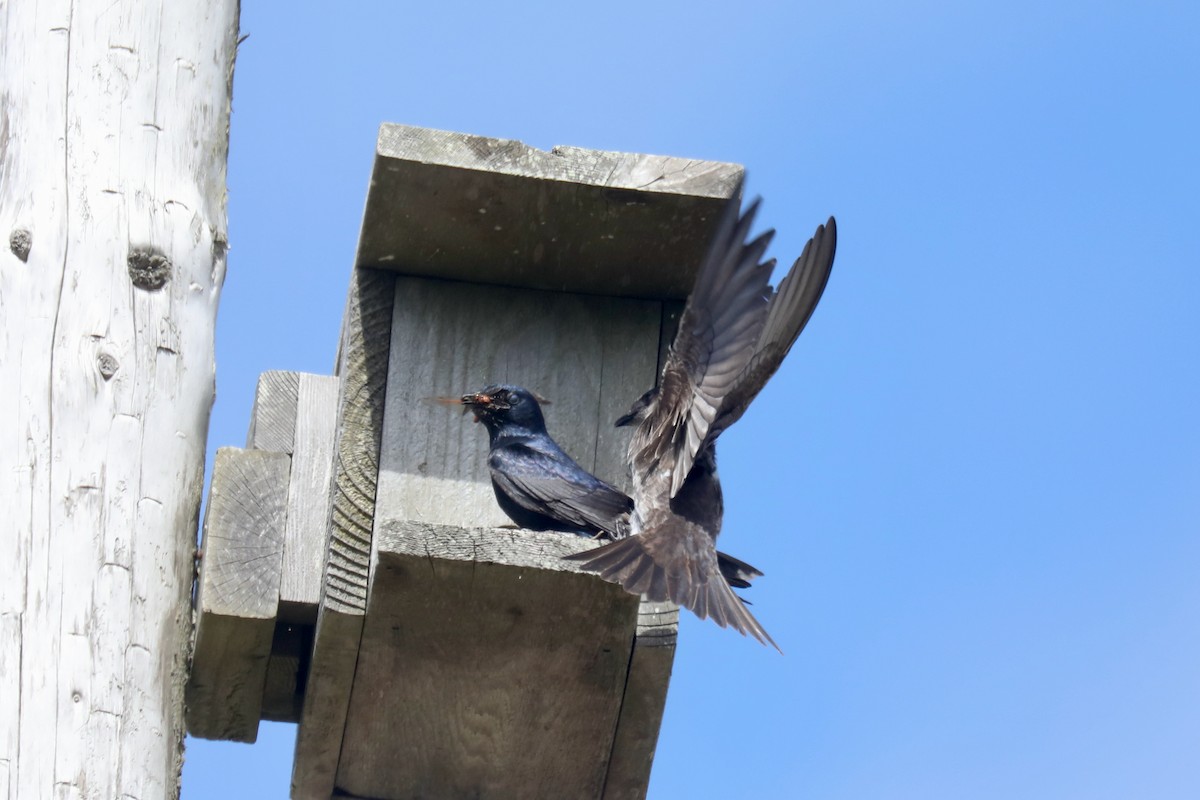Purple Martin - ML645536068