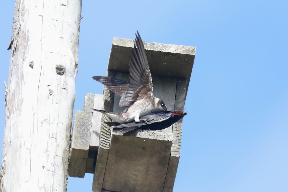 Purple Martin - ML645536069