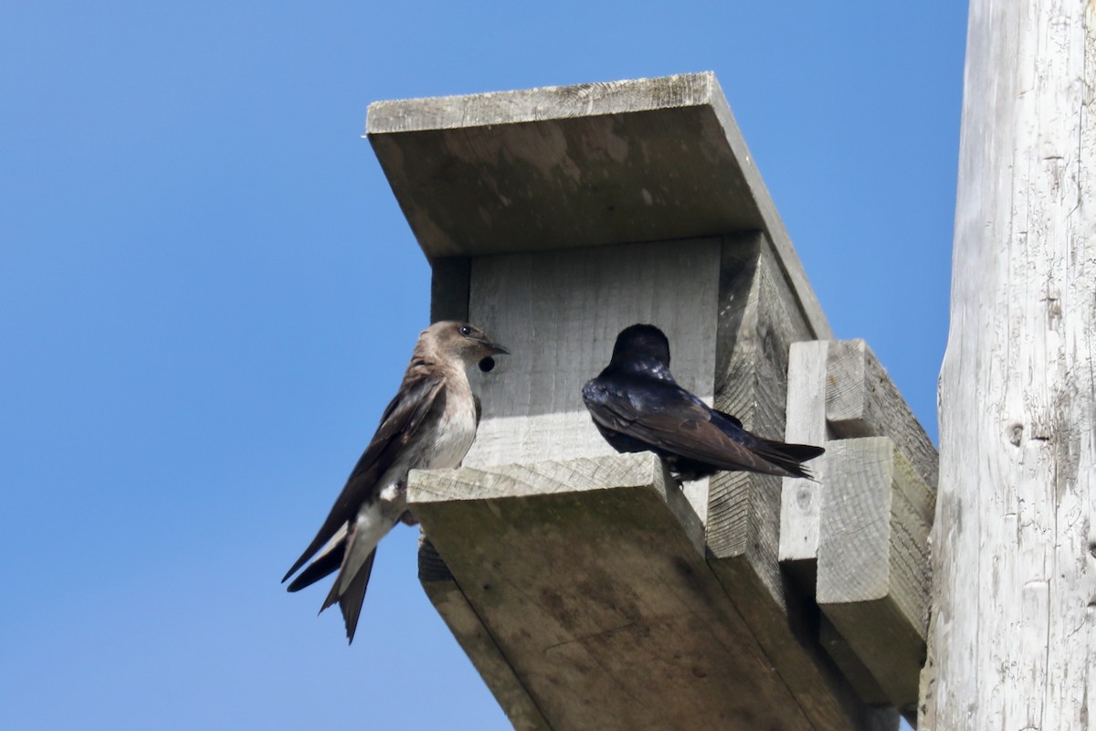 Purple Martin - ML645536070