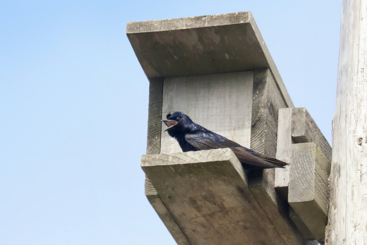 Purple Martin - ML645536071