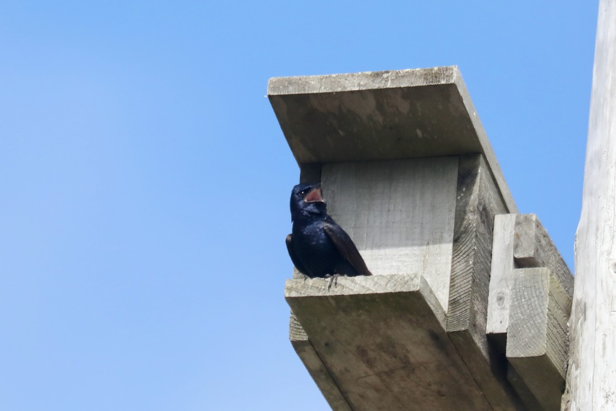 Purple Martin - ML645536072