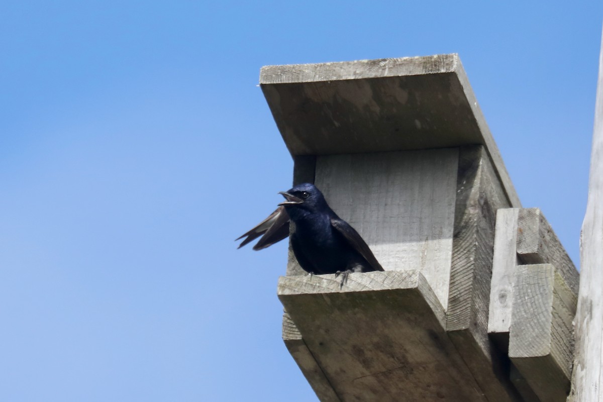 Purple Martin - ML645536073