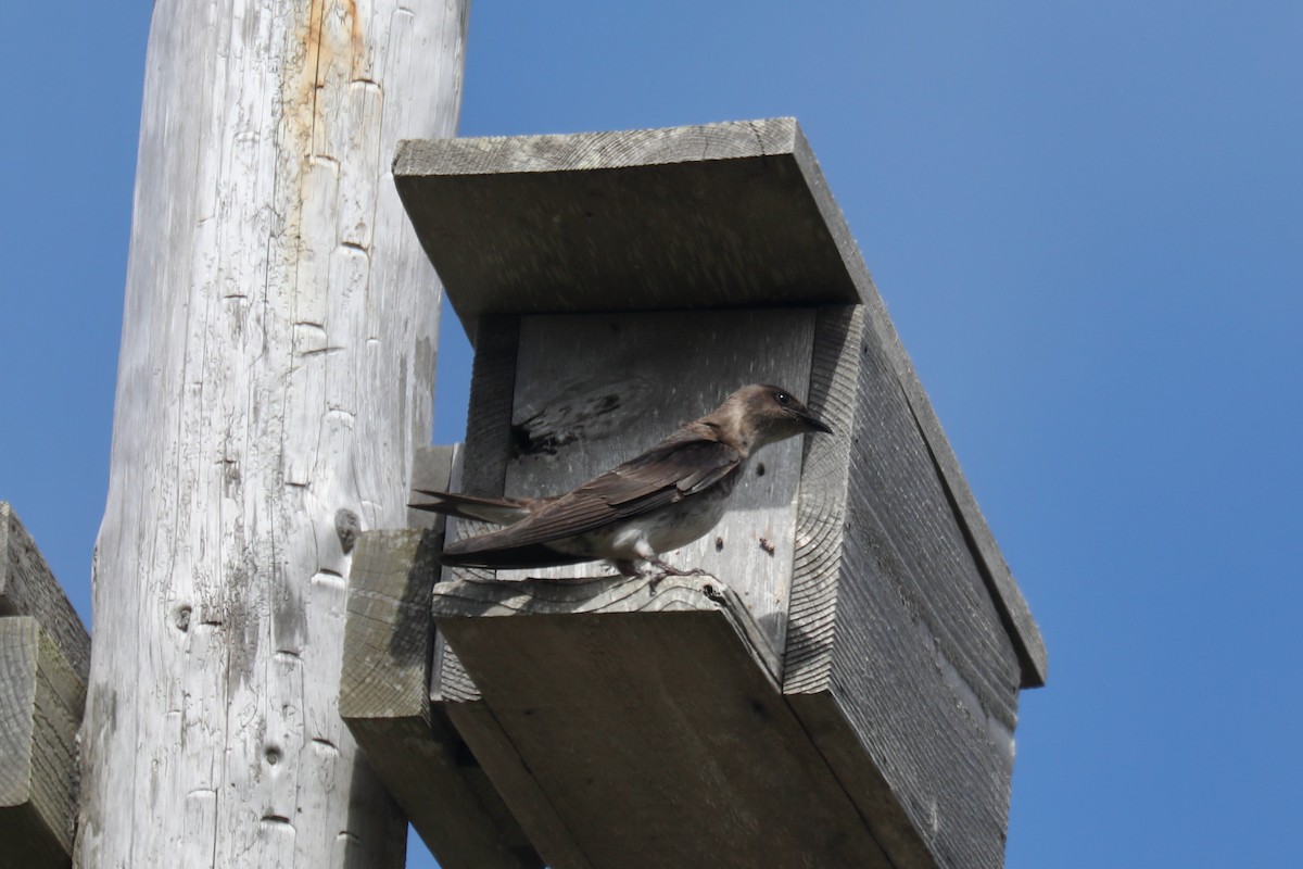 Purple Martin - ML645536074