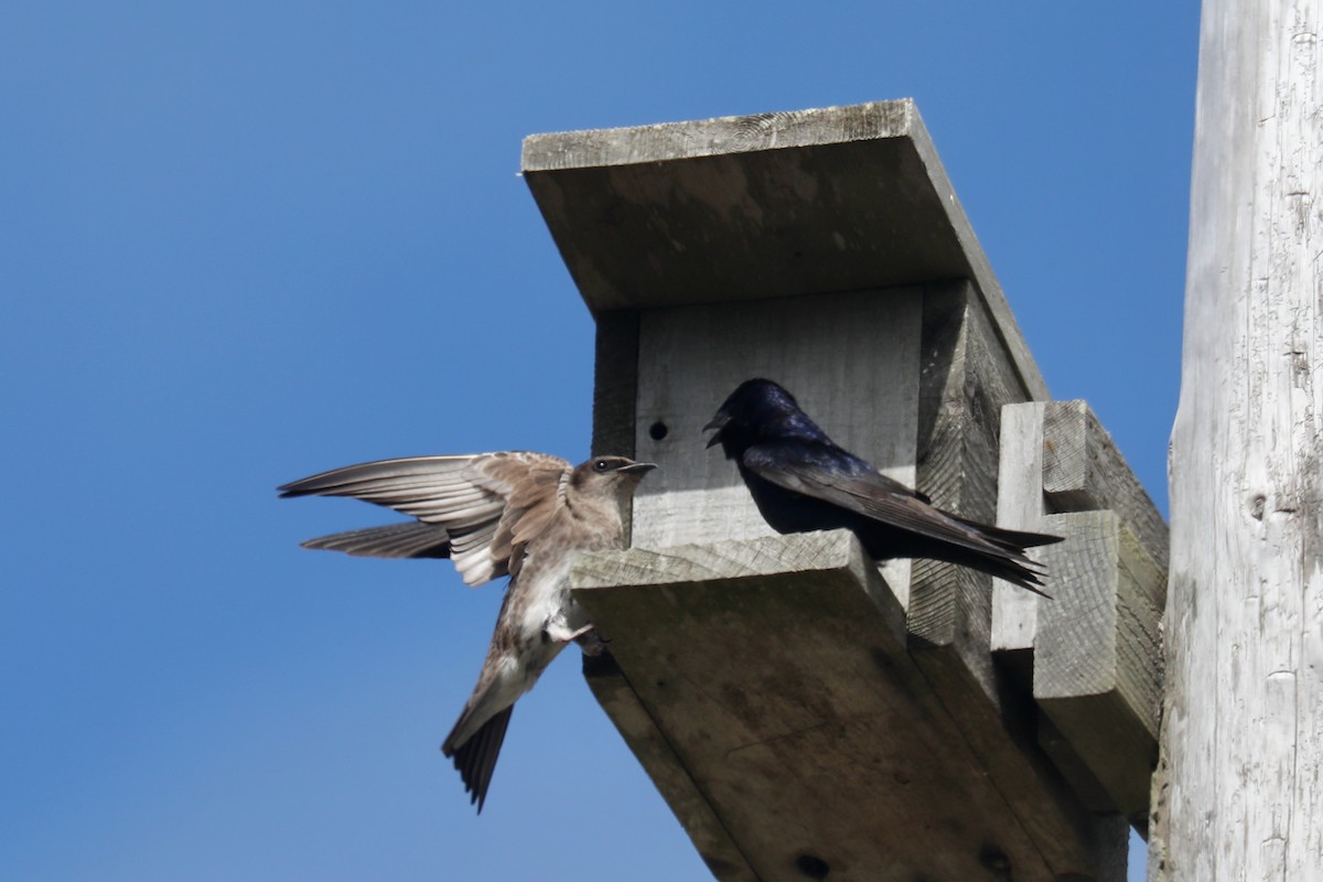 Purple Martin - ML645536075