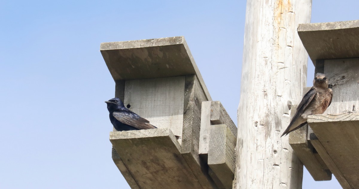 Purple Martin - ML645536076
