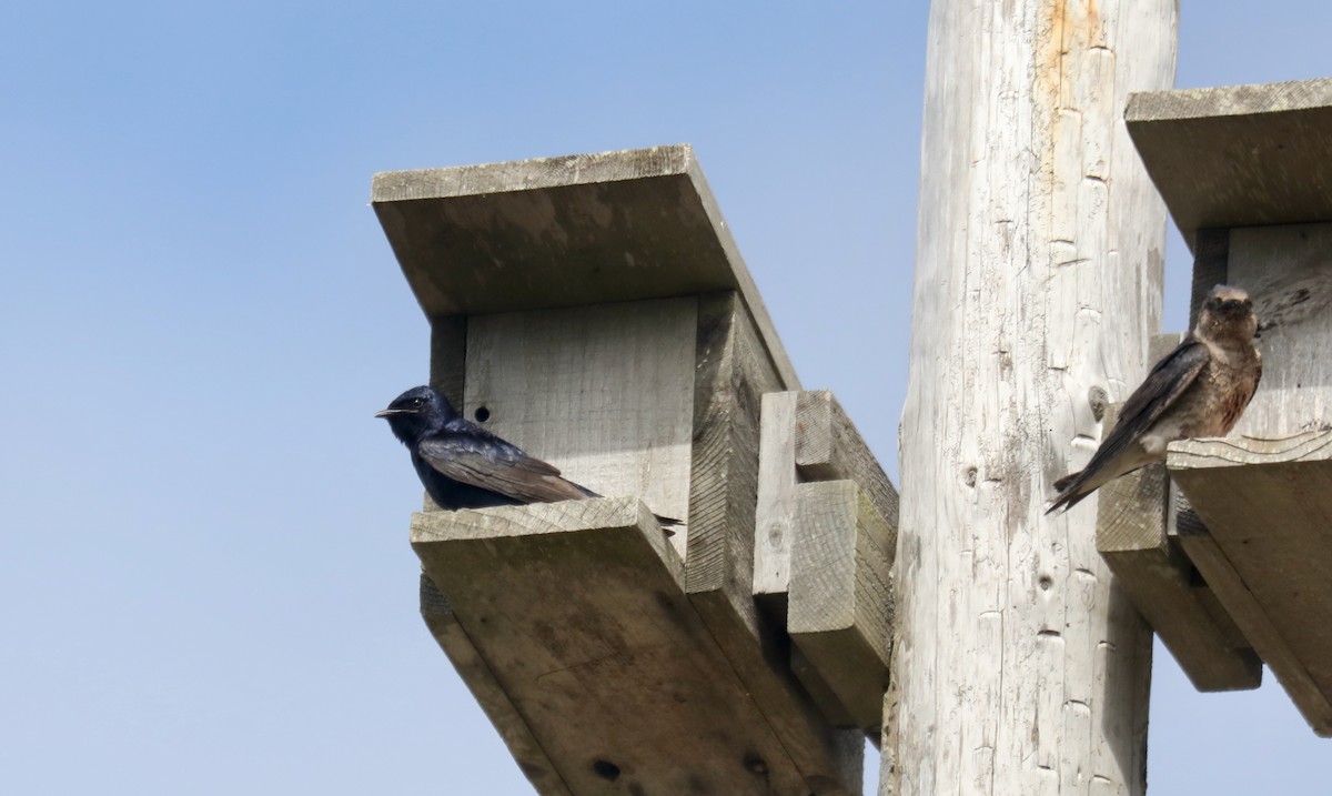 Purple Martin - ML645536077