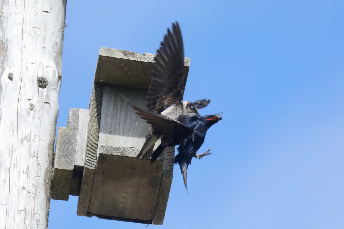 Purple Martin - ML645536078