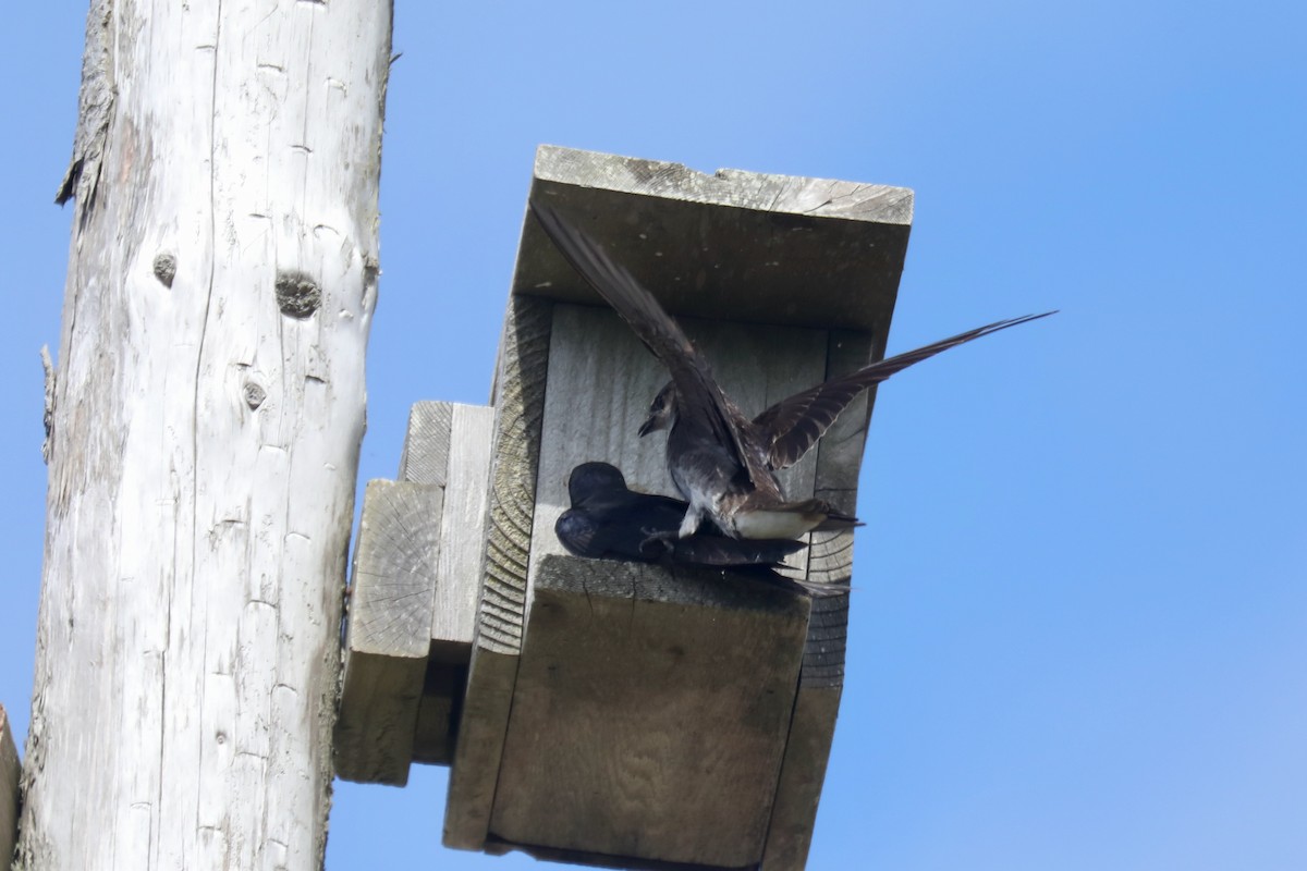 Purple Martin - ML645536079