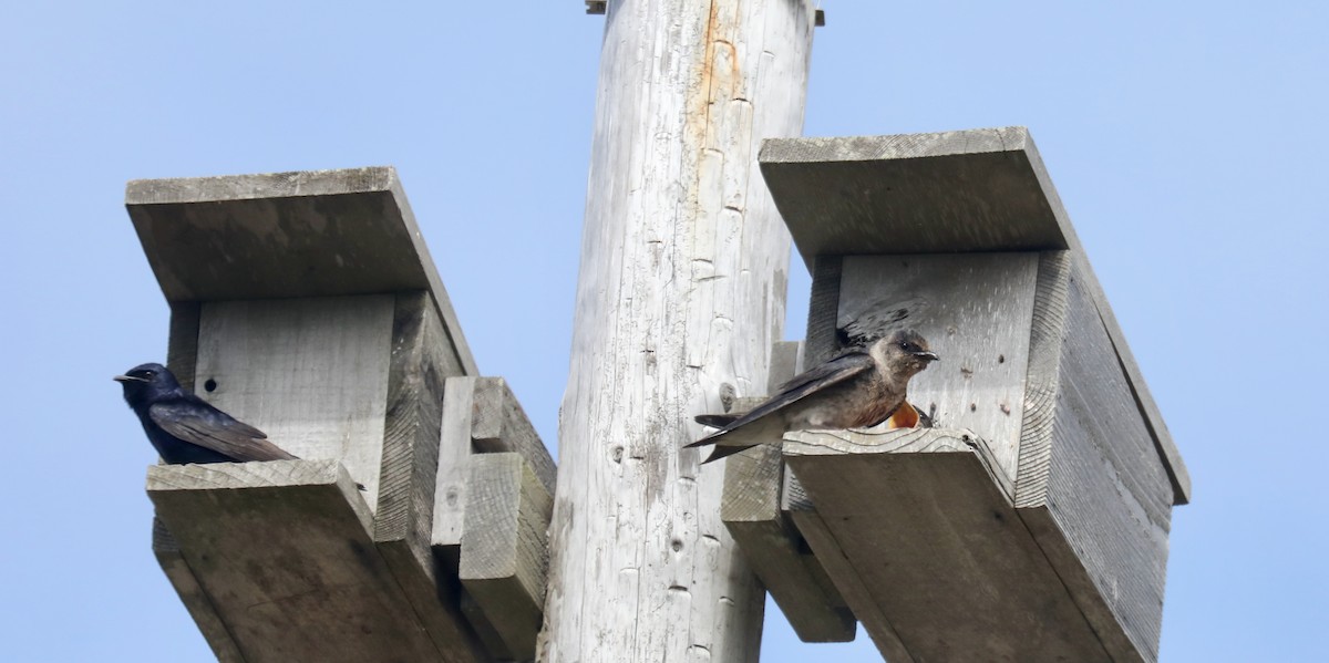 Purple Martin - ML645536080