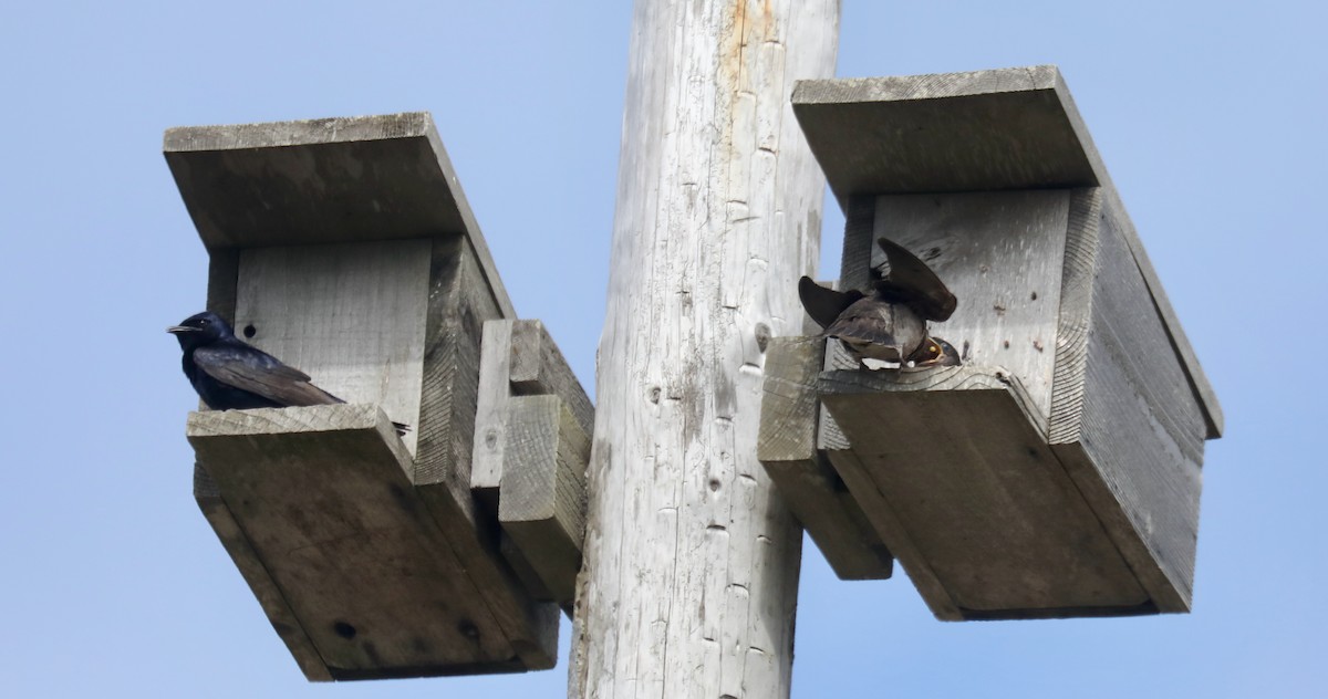 Purple Martin - ML645536081