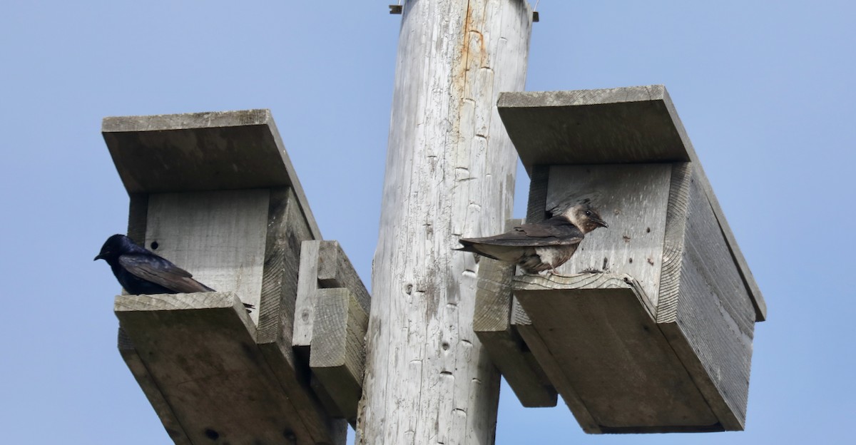 Purple Martin - ML645536082