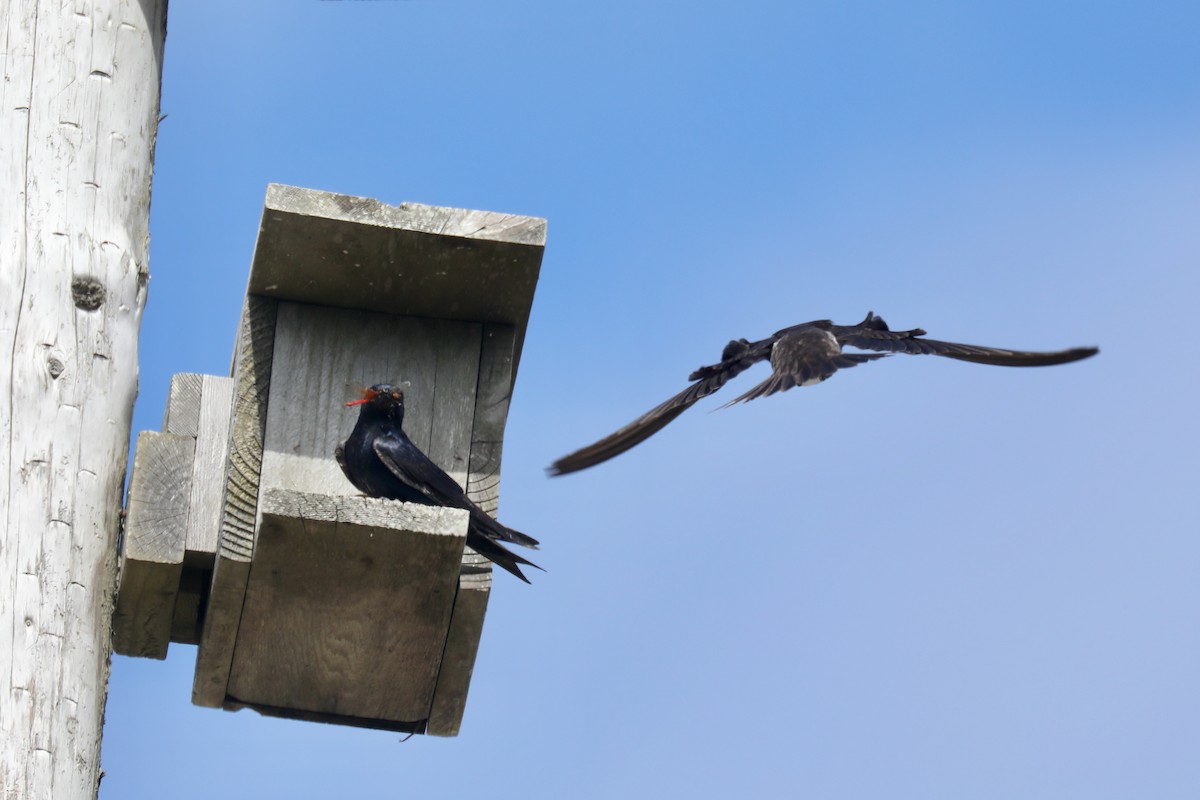 Purple Martin - ML645536083