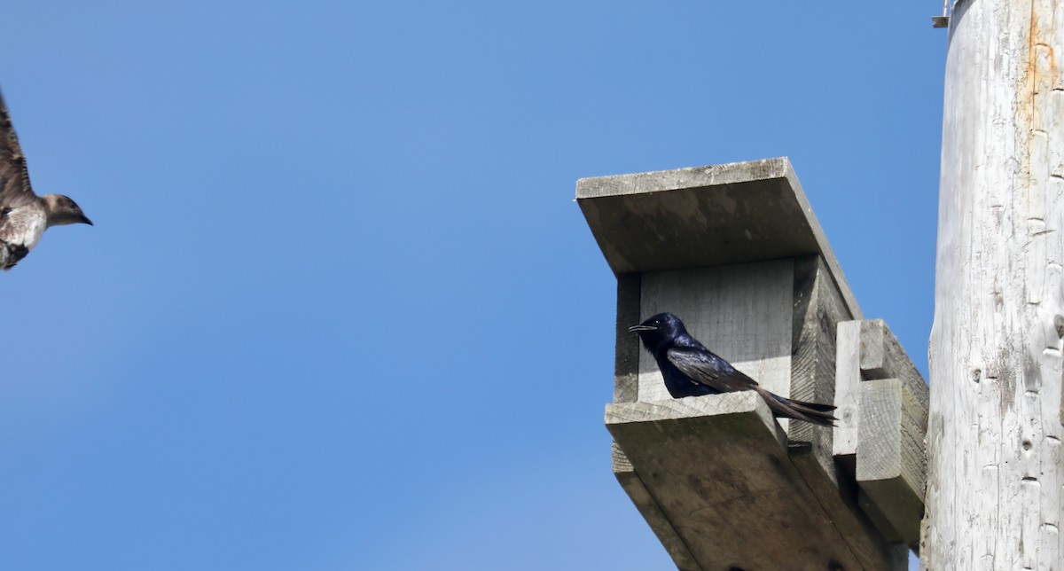 Purple Martin - ML645536084