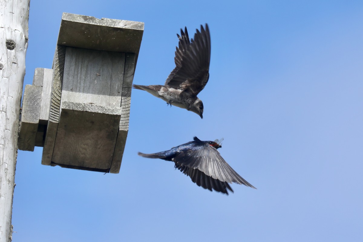 Purple Martin - ML645536085