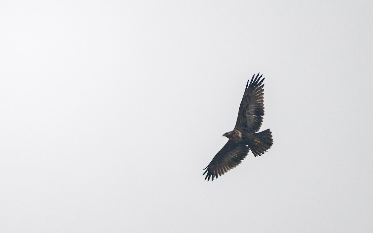 Kara Göğüslü Dağ Şahini - ML645536086