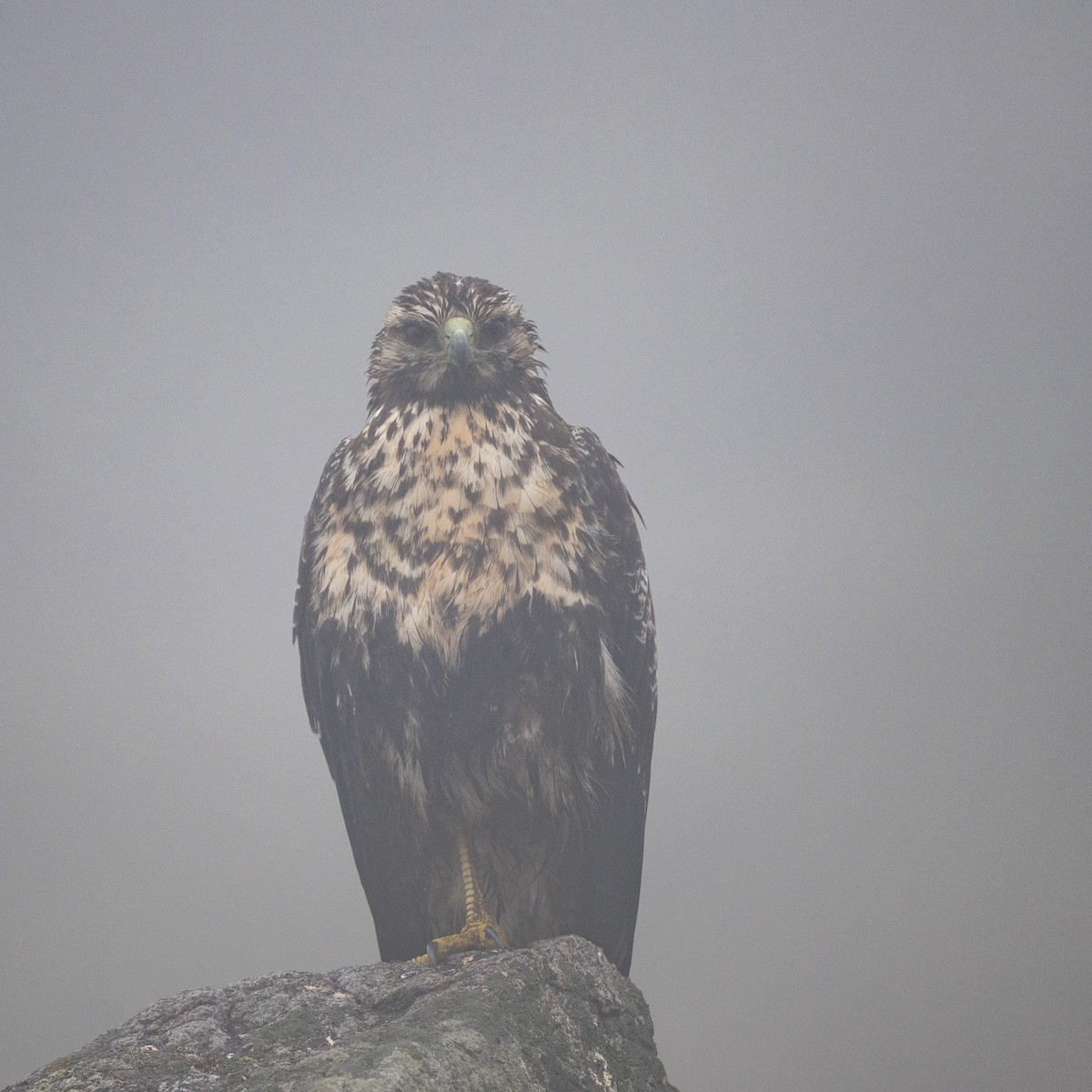 Kara Göğüslü Dağ Şahini - ML645536087