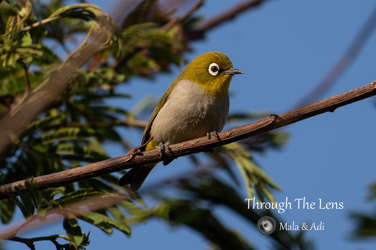 Madagaskar Gözlükçüsü - ML645536091