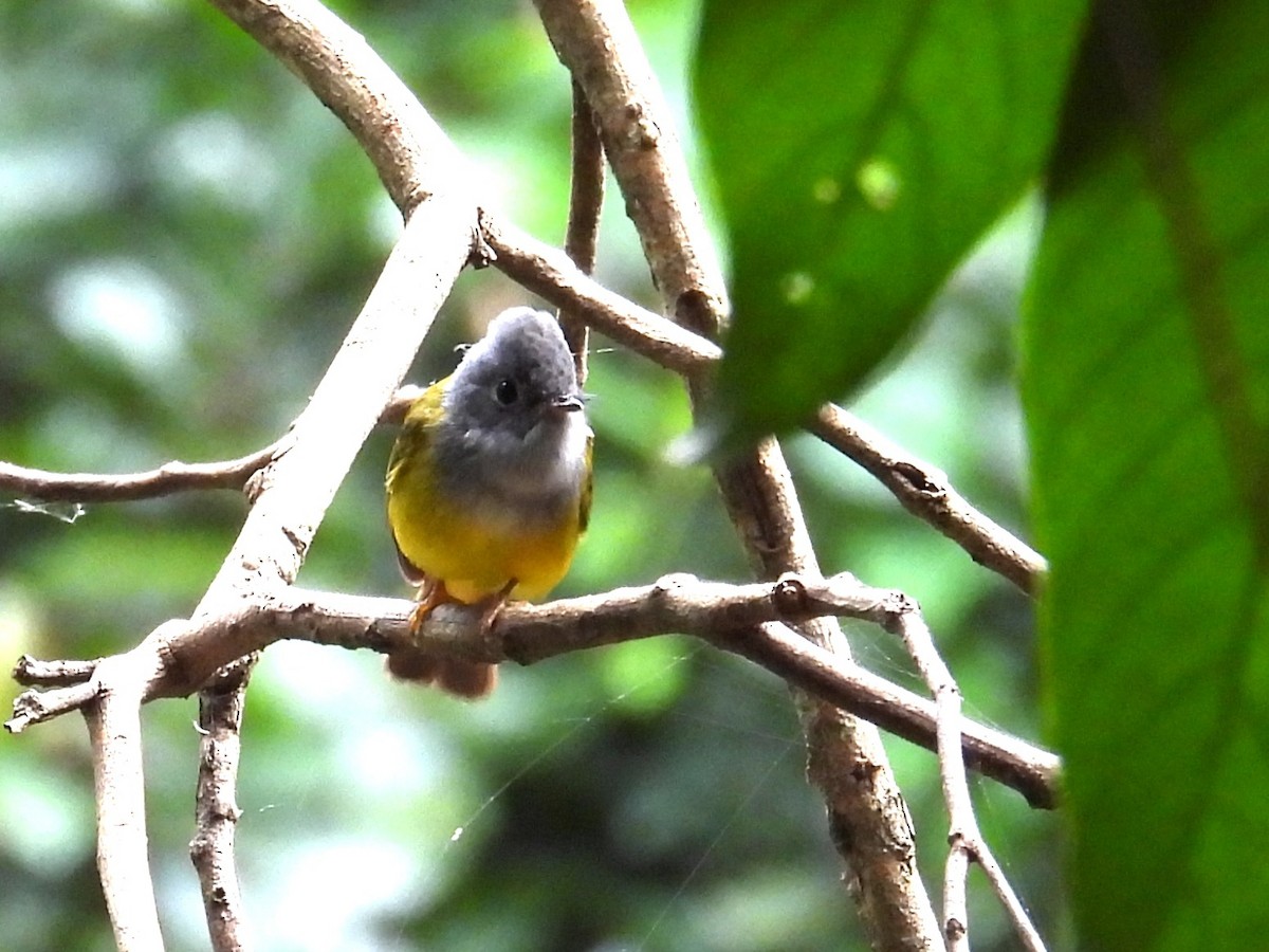 Gri Başlı Kanarya Sinekkapanı - ML645536092