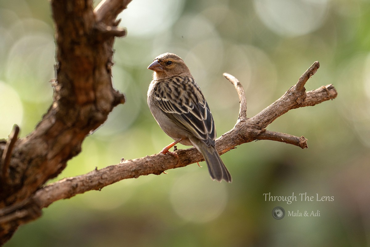 Red Fody - ML645536093