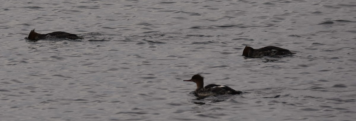 Red-breasted Merganser - ML645536094