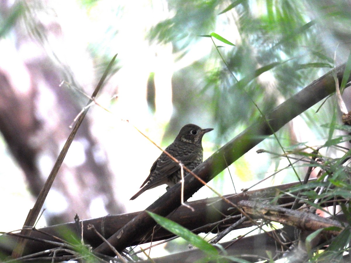 White-throated Rock-Thrush - ML645536106