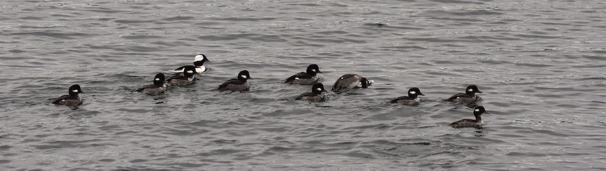 Bufflehead - ML645536109
