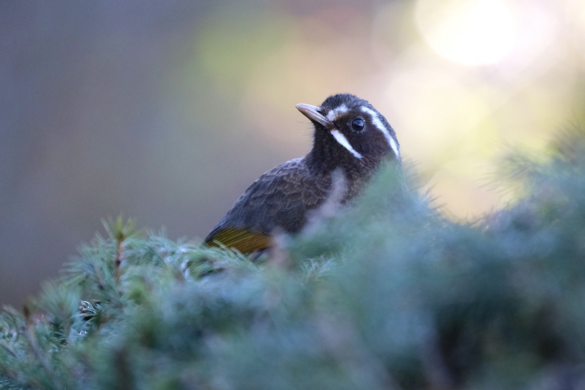 White-whiskered Laughingthrush - ML645536112