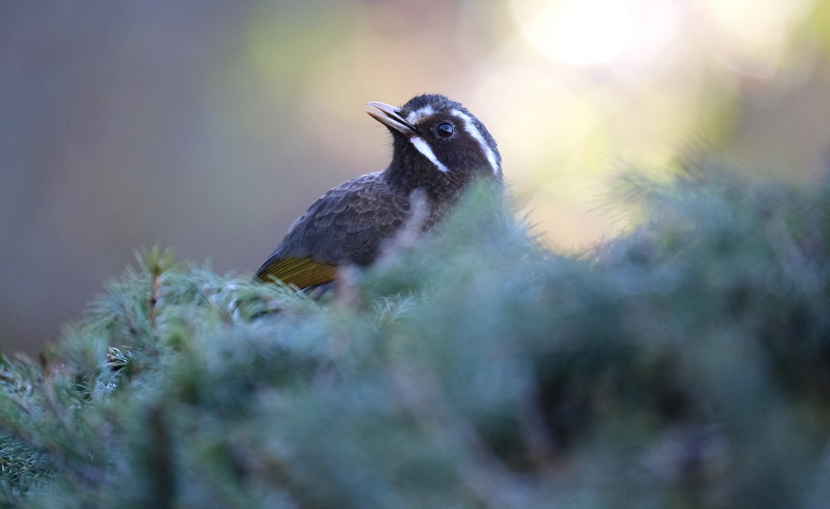 White-whiskered Laughingthrush - ML645536113