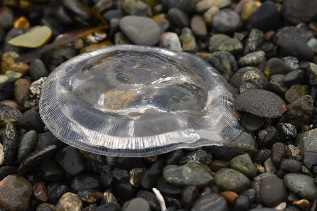 Cnidarians - ML645536119