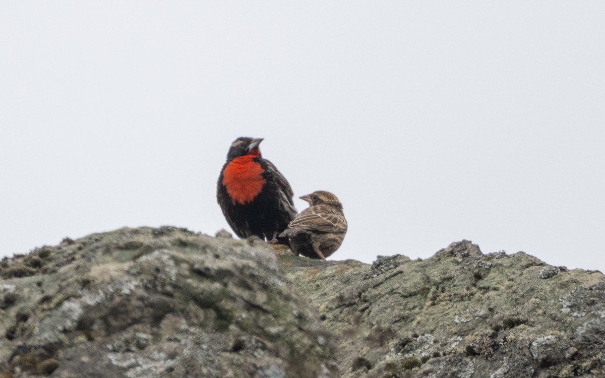 Sturnelle du Pérou - ML645536120