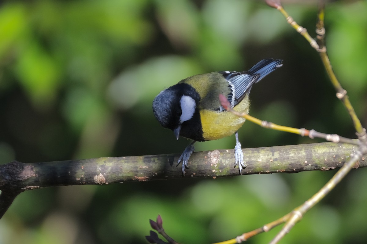 Green-backed Tit - ML645536123