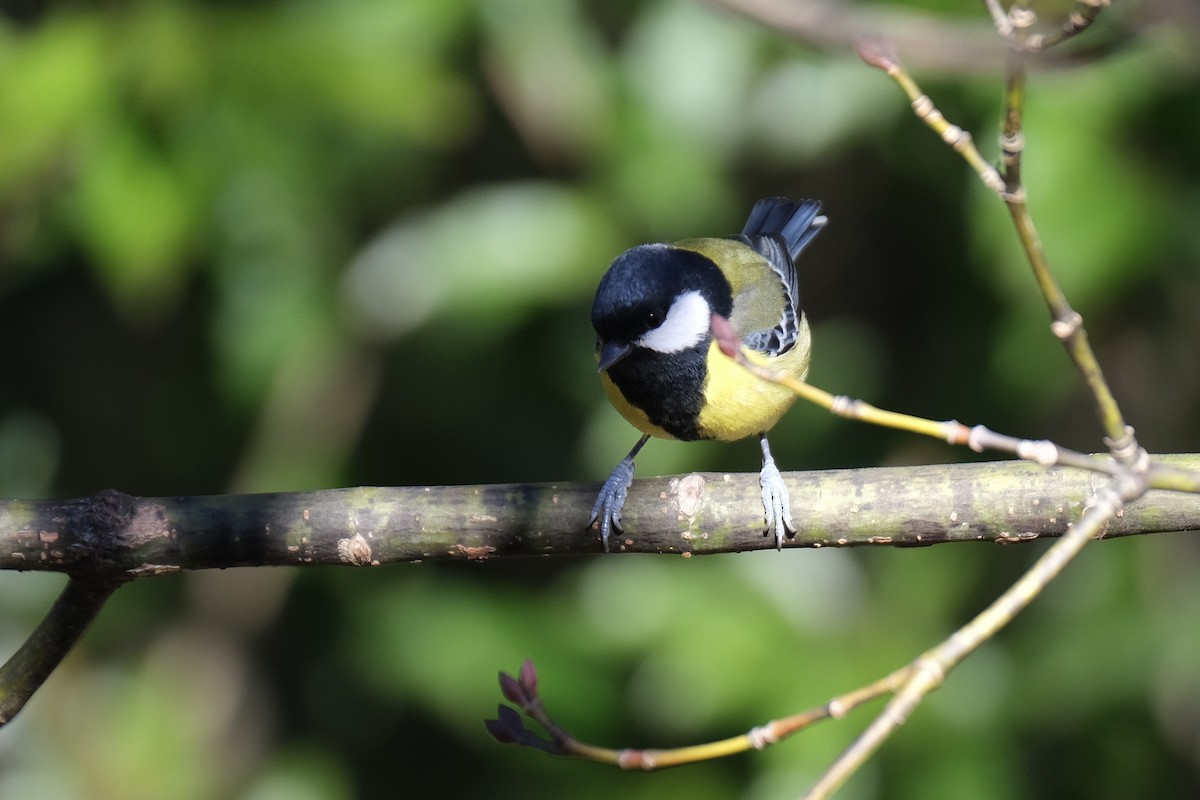 Green-backed Tit - ML645536124