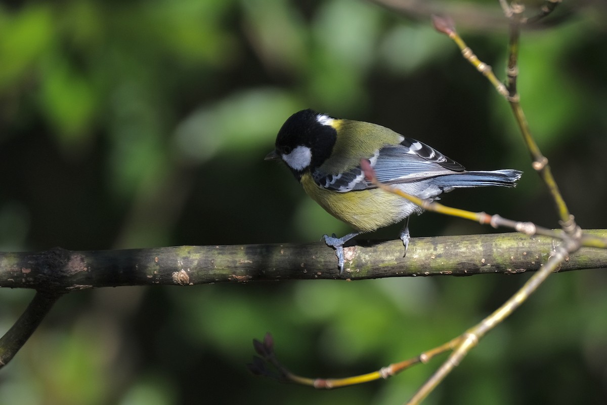 Green-backed Tit - ML645536125