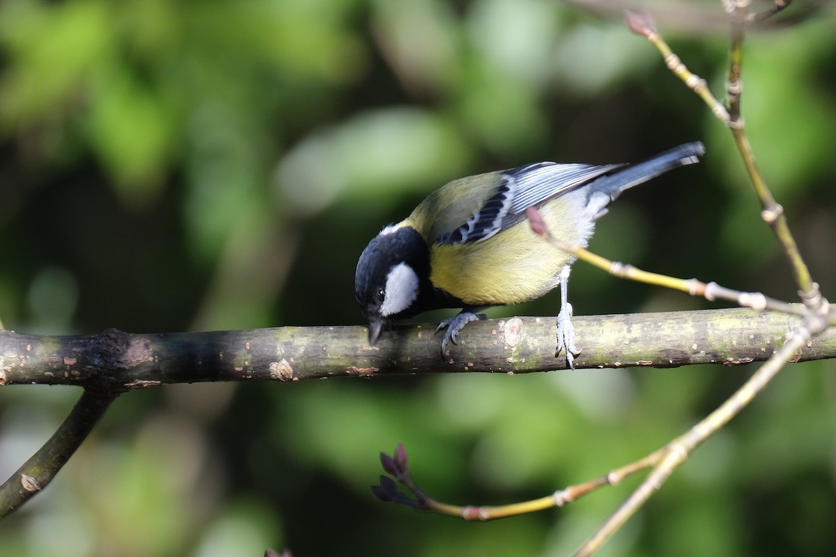 Green-backed Tit - ML645536126