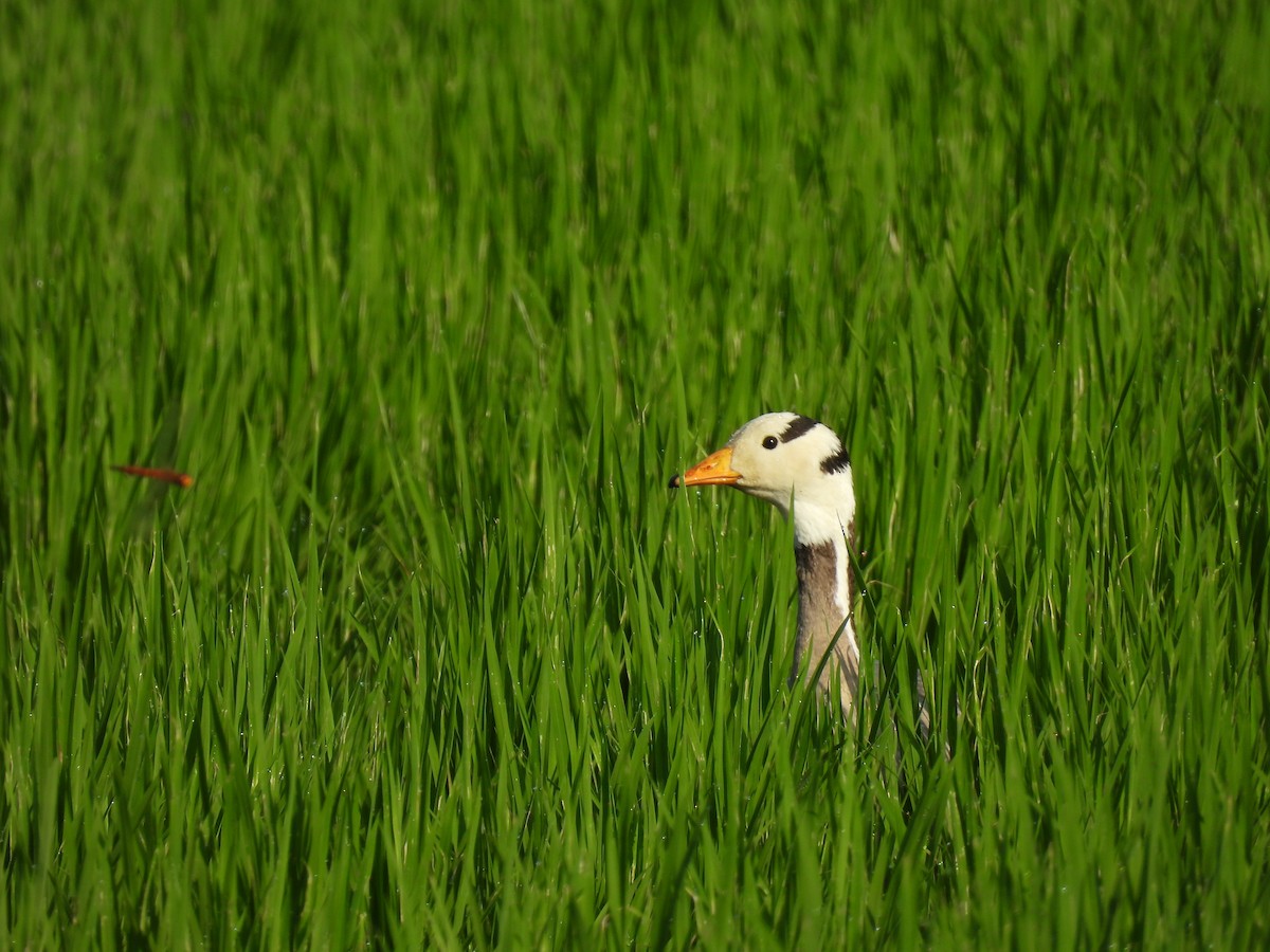 Bar-headed Goose - ML645536135