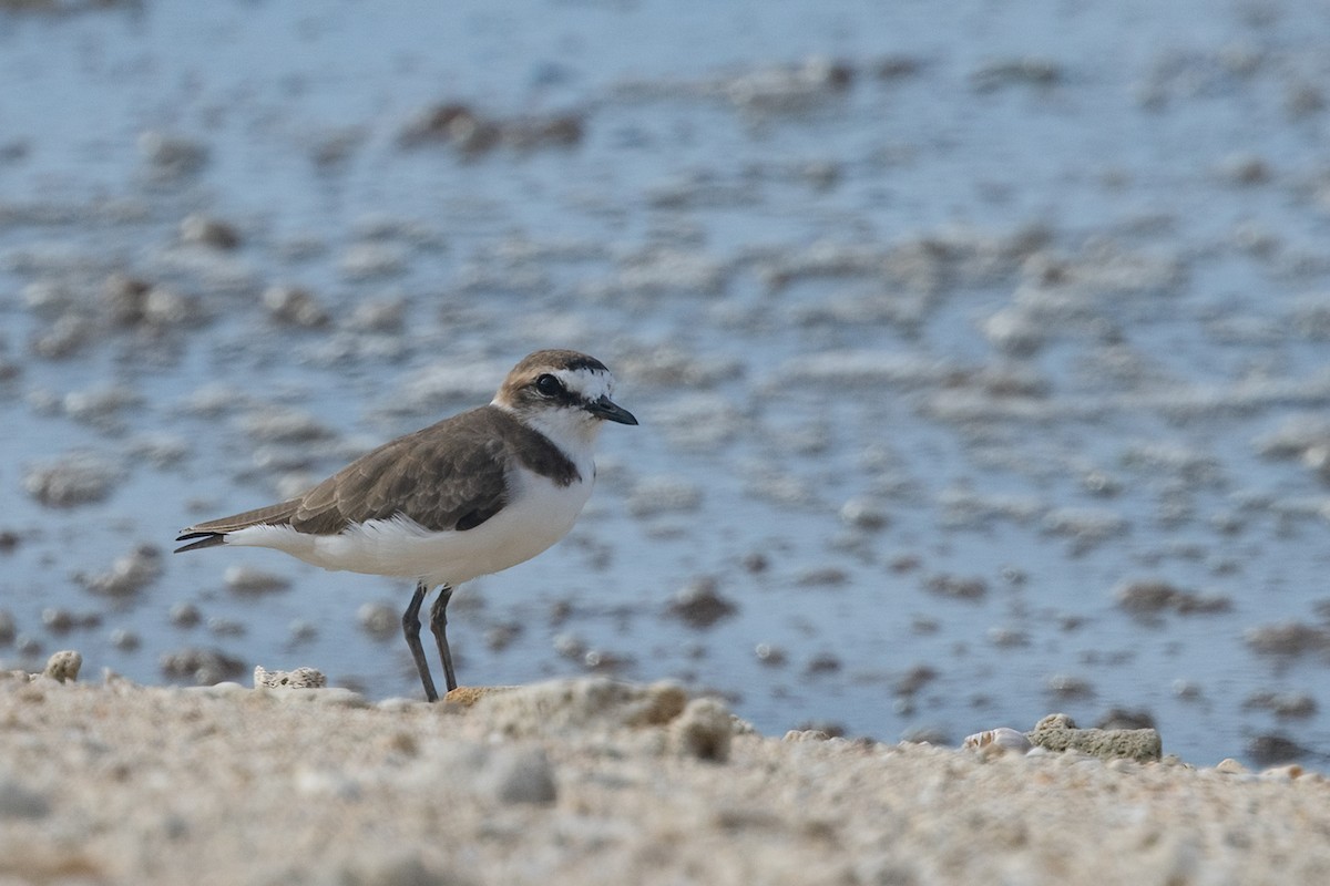 kulík jávský - ML645536138