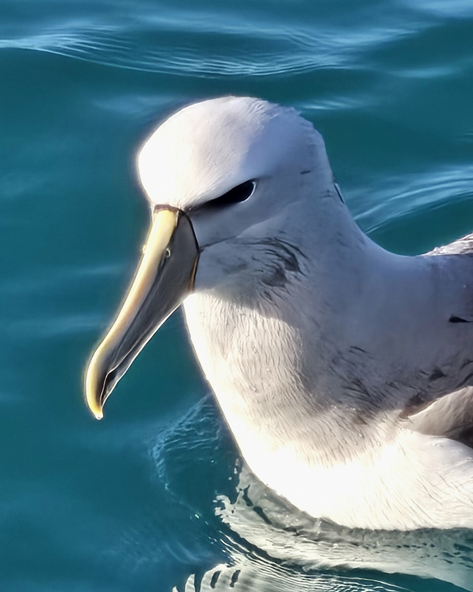 Salvin's Albatross - ML645536152