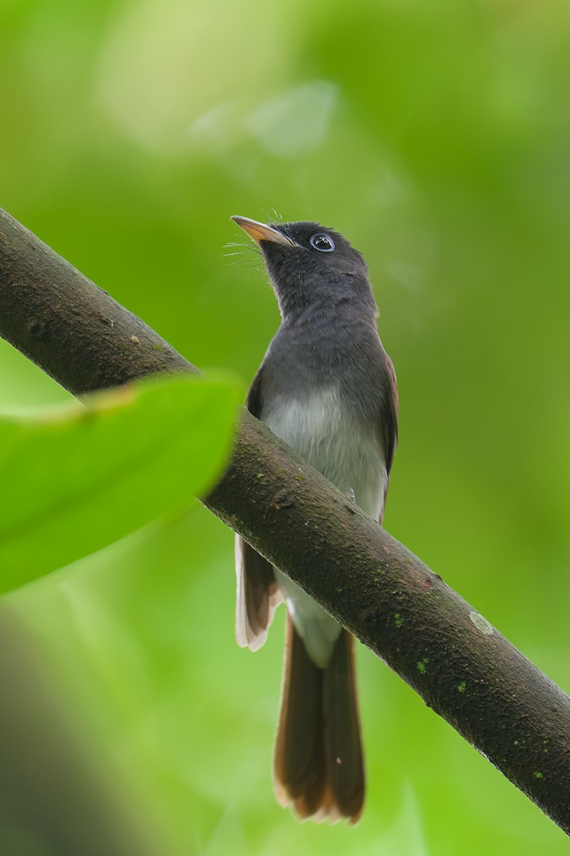 Black Paradise-Flycatcher - ML645536161
